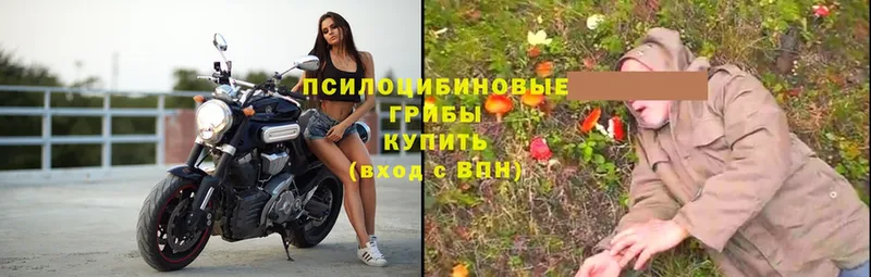 blacksprut онион  Каспийск  Псилоцибиновые грибы Psilocybe 